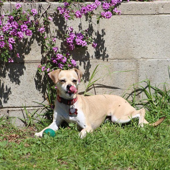 Meet your Posher, Lara - Picture 6 of 15